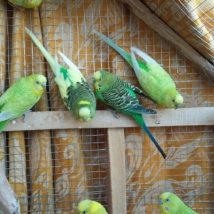 Valnisti super hazir erkeylerin satiwi az saydadi tergitme super qushl