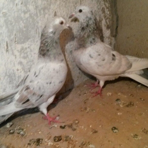 ebreşdər cutdulər erkek 16 tuk cutu 25 azn bart