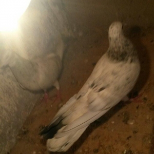 ebreşdər cutdulər erkek 16 tuk cutu 25 azn barter ag quyruqla