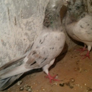 ebreşdər cutdulər erkek 16 tuk cutu 25 azn barter ag quyruqla