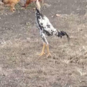 colpam 6 ayliq di madras boyuda 54 sm cidi fikri o