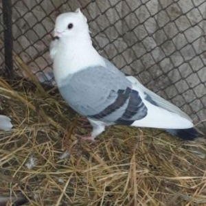 Salam herkese hunkariler satilir 2 erkey 1 maya 12