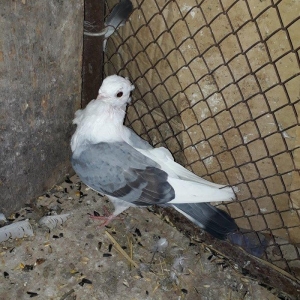 Salam herkese hunkariler satilir 2 erkey 1 maya 120 azn gondermek daxi