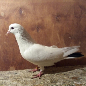 7 saat + ucuw . kohne baki quwdarinnandi . 14 tuk 