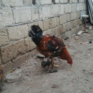 2 dene 6 ayllq brama xoruzu. Fereylede barter eder