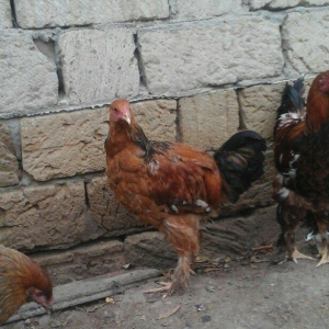 2 dene 6 ayllq brama xoruzu. Fereylede barter ederem qiymetde razllaşm