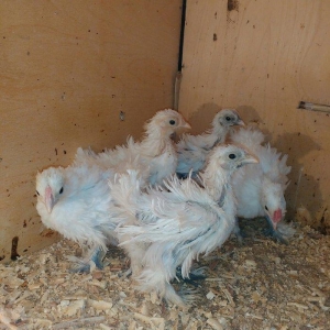 tersi tuk sortu 2 ayliq.Qiymet birne aiddir.