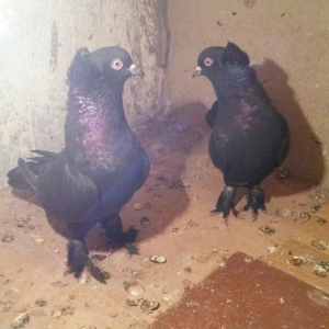 təmiz qaralar hazır cutdulər badam lələk kək