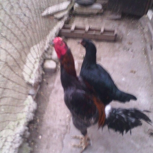 Heyrati xoruz ve toyuq xoruz doyus xoruzudu