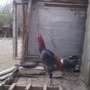 Heyrati xoruz ve toyuq xoruz doyus xoruzudu