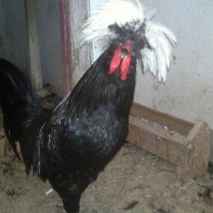 Rahibə cücələri satıram. təmiz arginal cinslərdi. Qiyməti son qiymət y