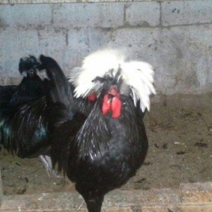 Rahibə cücələri satıram. təmiz arginal cinslərdi. Qiyməti son qiymət y