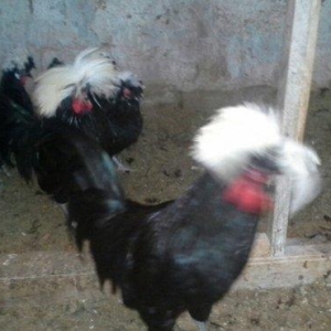 Rahibə cücələri satıram. təmiz arginal cinslərdi. Qiyməti son qiymət y