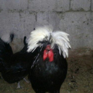 Rahibə cücələri satıram. təmiz arginal cinslərdi. Qiyməti son qiymət y