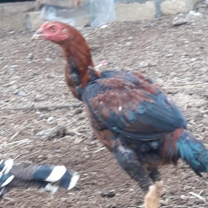 salam ! cuper cinsdi 6 ayina girib hele hecne qanmir  gence daxili cat