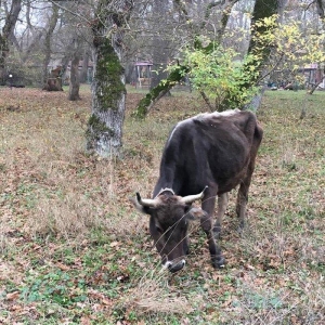 Fermanın boğaz inəkləri münasib qiymətə satılır. Boğaz heyvanlardır.