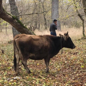 Fermanın boğaz inəkləri münasib qiymətə satılır. Boğaz heyvanlardır.