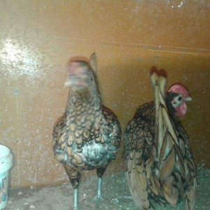 sibrayt bir cüt qızılı bir cüt gümüşü hal hazırda yumurtalayırlar.