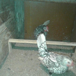 sibrayt bir cüt qızılı bir cüt gümüşü hal hazırda yumurtalayırlar.