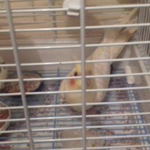 qefes ve aksesuarları .2 karella 1 erkek ve 1 dis