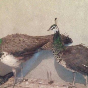 tovuzqusu satılır. fere xoruz illik. qiymet sond