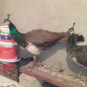 tovuzqusu satılır. fere xoruz illik. qiymet sondur. qiymete göre narah