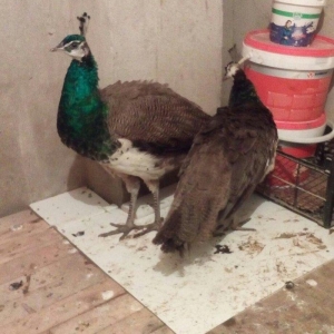 tovuzqusu satılır. fere xoruz illik. qiymet sondur. qiymete göre narah