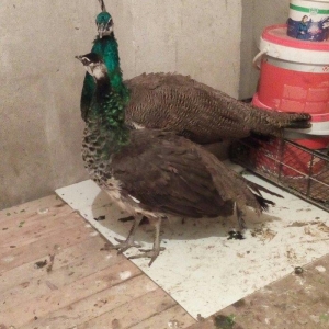 tovuzqusu satılır. fere xoruz illik. qiymet sondur. qiymete göre narah