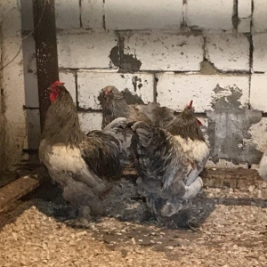 12 eded temiz brama satiram 1 illikdiler 1 biri 80 azn