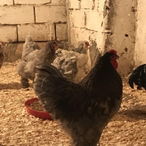 12 eded temiz brama satiram 1 illikdiler 1 biri 80 azn