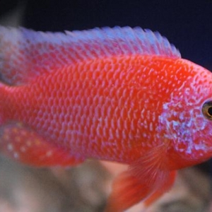 Fire fish