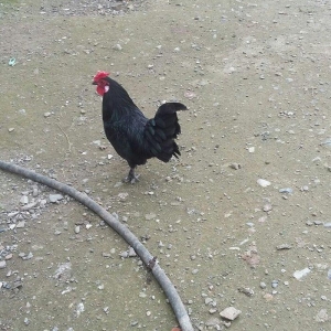 yaxsi yaponka xoruzu satilir yaxsi sortdu