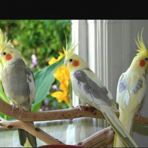 Tecili cox gozel renglerde hazir bala veren cut korellalar satilir saq