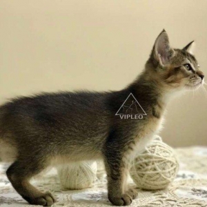 Чаузи.Два мальчика Чаузи возможно в качестве любимца и в разведение.