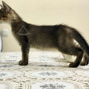 Чаузи.Два мальчика Чаузи возможно в качестве любимца и в разведение.