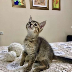 Чаузи.Два мальчика Чаузи возможно в качестве любимца и в разведение.