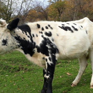 Etlik sudluk cinsinden olan dogan inek satilir. 1
 qarin dogub. Ehtiyy