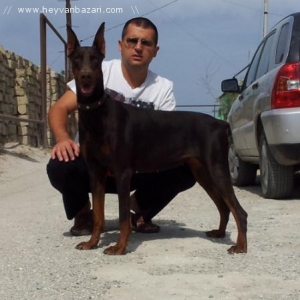 DOBERMAN satiram