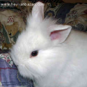 angora