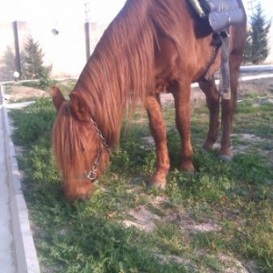 Qarabag at cinsi