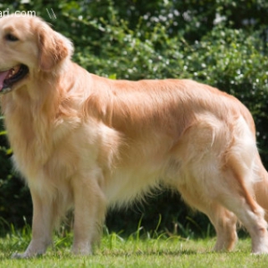 golden retriever