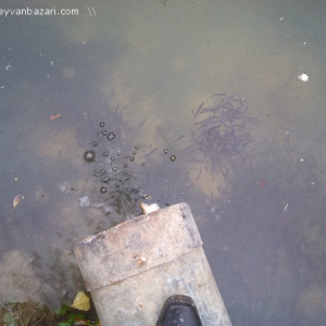 Balıq tövləsi. Tor