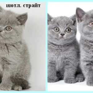 вислоухиепрямоухие