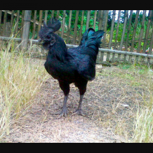 Ayem cemani