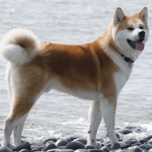 Akita Inu ( cut vurmaq)