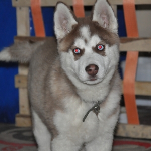 Husky Satılır