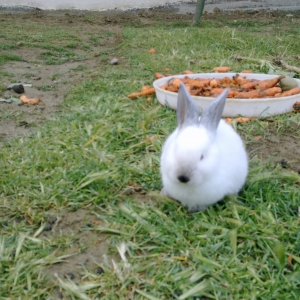 Kaliforniya velikan dovşan satıram