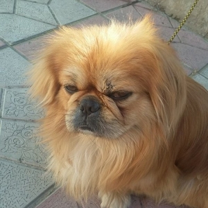 pekines satılır