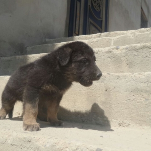 Yeni doğulmuş alman Ofçarkası balaları satılır