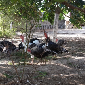 Təcili hinduşka satılır